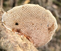 Hexagonia tenuis