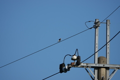 Agropsar philippensis