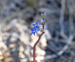 Lobelia gibbosa