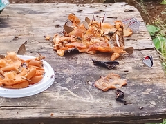 Doxocopa laure laure