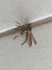 Asilidae