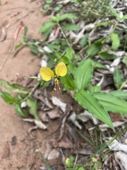 Aneilema aequinoctiale