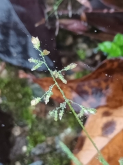 Poa annua