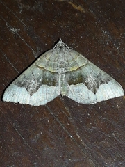 Scotopteryx moeniata