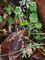 Poa annua