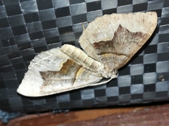 Scotopteryx moeniata