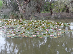 Nymphaea × marliacea