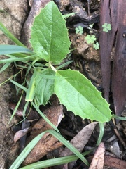 Olearia grandiflora