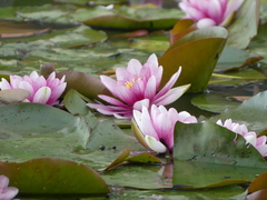 Nymphaea × marliacea