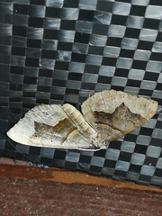 Scotopteryx moeniata