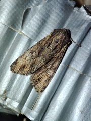 Mniotype occidentalis