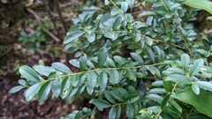 Ilex maximowicziana