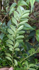 Ilex maximowicziana