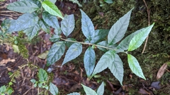 Callicarpa randaiensis