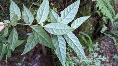 Callicarpa randaiensis