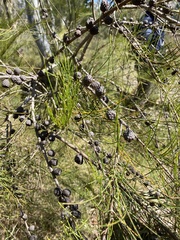 Allocasuarina verticillata
