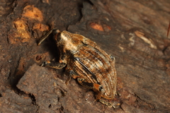 Rhynchodes ursus