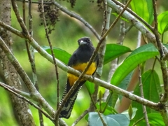 Trogon