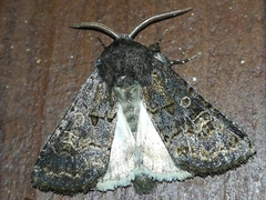 Tholera cespitis