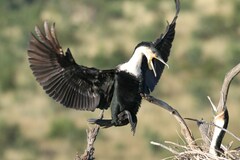 Phalacrocorax carbo lucidus