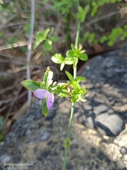 Hypoestes cumingiana