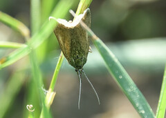 Hypochalcia decorella