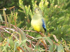 Neophema chrysostoma