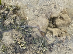 Baseodiscus quinquelineatus