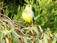 Neophema chrysostoma