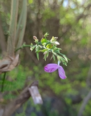 Hypoestes cumingiana