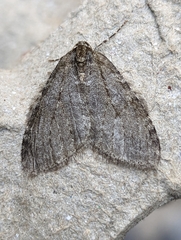 Epirrita dilutata