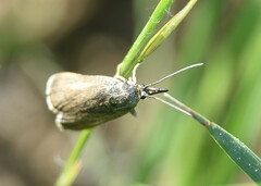 Hypochalcia decorella