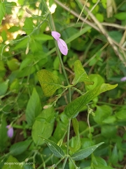 Hypoestes cumingiana