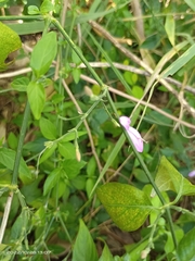 Hypoestes cumingiana
