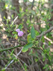 Hypoestes cumingiana