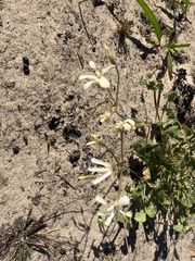 Pelargonium elongatum
