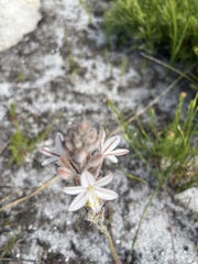 Trachyandra hirsutiflora