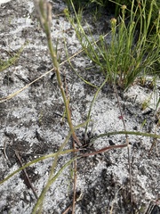 Trachyandra hirsutiflora