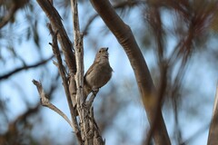 Pachycephala inornata