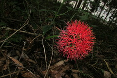 Scadoxus
