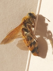 Campsomerinae