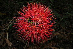 Scadoxus