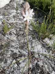 Trachyandra hirsutiflora