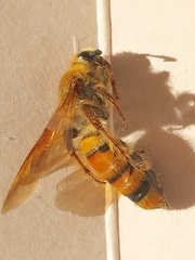 Campsomerinae