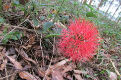 Scadoxus