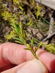 Olax stricta