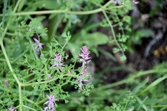 Fumaria officinalis officinalis