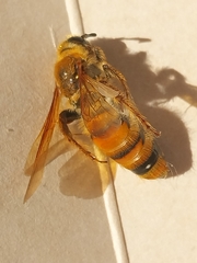 Campsomerinae