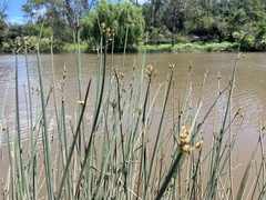 Machaerina rubiginosa