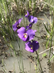 Swainsona procumbens